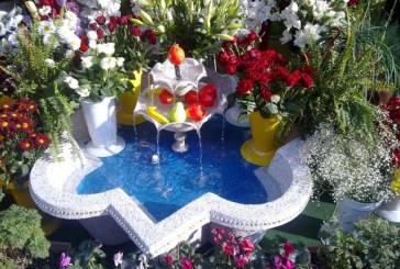 אגנית לבריכת נוי – הבסיס לבריכת נוי בגינה שלך